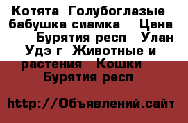 Котята. Голубоглазые (бабушка сиамка) › Цена ­ 1 - Бурятия респ., Улан-Удэ г. Животные и растения » Кошки   . Бурятия респ.